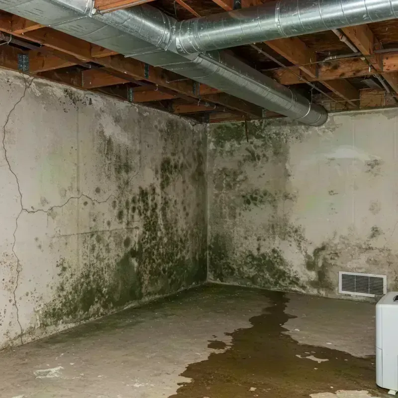 Professional Mold Removal in Brooks, KY